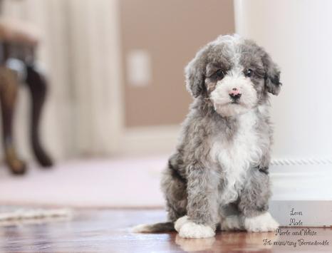Bernedoodle Puppies Available