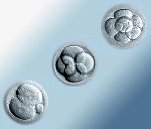 IVF centre in goa