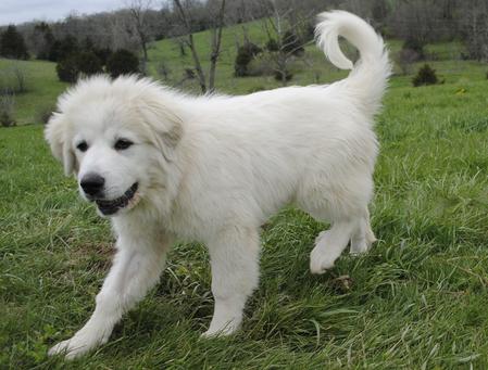 Tip n best sale chip great pyrenees