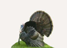 Turkey Hunting