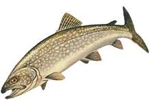 Trout Fishing Black Bear Camp