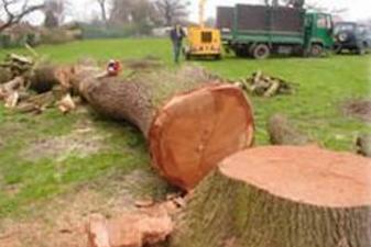 image of Presentato Landscaping contractors taking down a tree