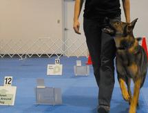 Obedience & Rally Classes