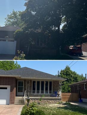 deadwooding tree service, tree canopy with large over growth,hamilton tree service