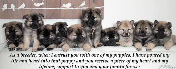 Eurasier puppies