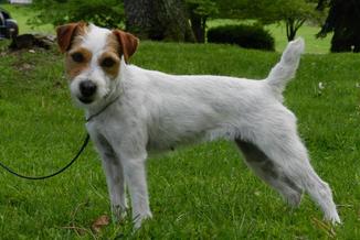 Venery Jack Russell Terriers