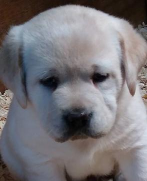 East bay hot sale labradors