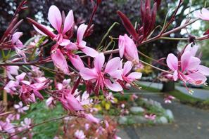 Gaura lindheimeri