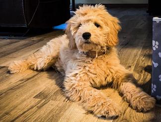 Teddy Bear Goldendoodles