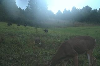 Kentucky turkey hunting