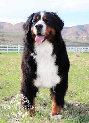 Bernesedog