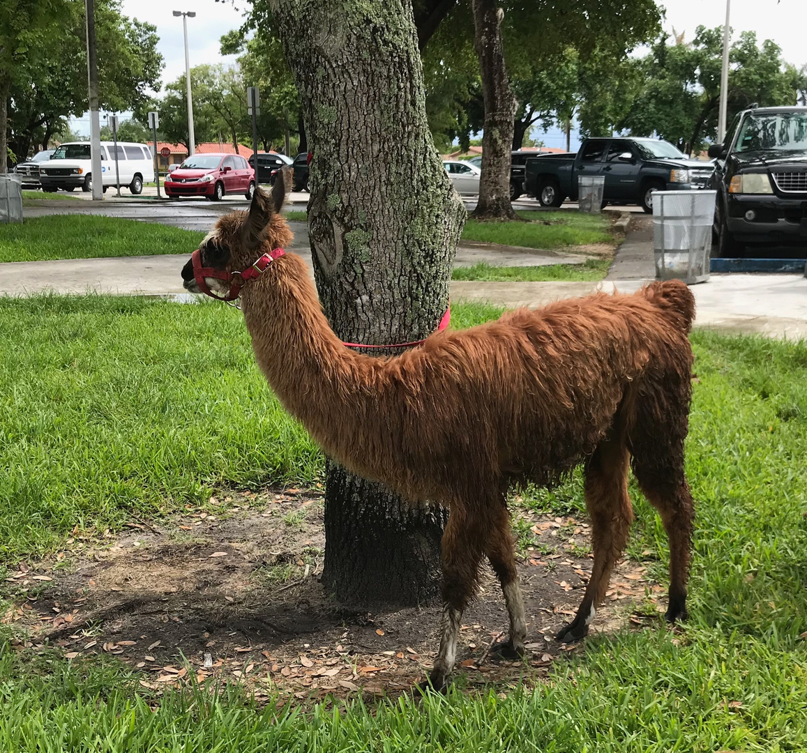 Petting Zoo Gallery