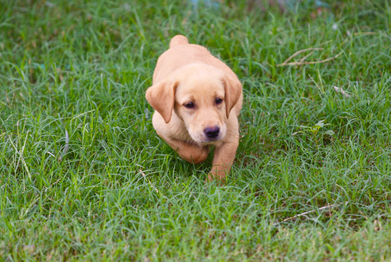 Trained yellow store labs for sale