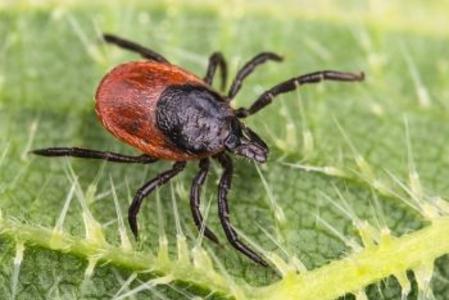 Close up for Deer Tick on Leaf