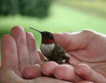 Hummingbird