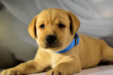 yellow lab puppy for sale