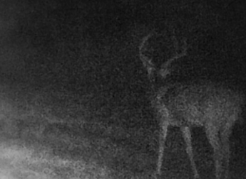 monster kentucky buck