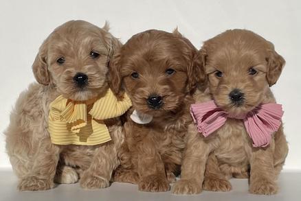 Dallas Texas Goldendoodles