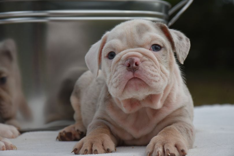 The Bulldog Express - Olde English Bulldogge And English Bulldog Puppies  For Sale, Rare Bulldogs Olde English Bulldogges, Rare Colored English  Bulldogs