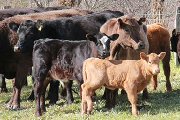 Our cattle are all grass fed and are free of hormones etc