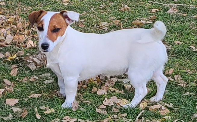 Cow country sale jack russells