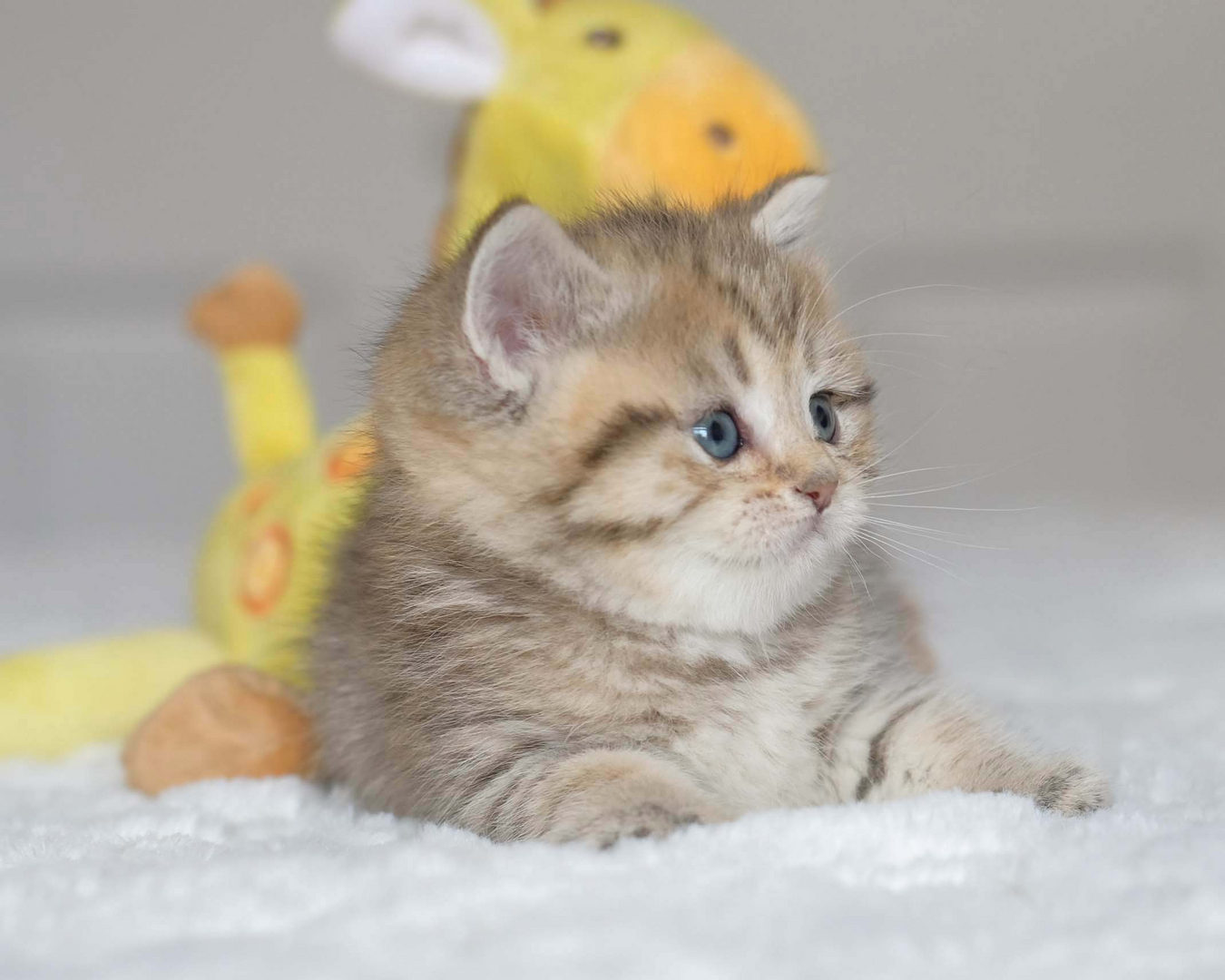 British Shorthair Longhair Cats Kittens