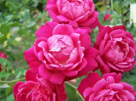 Louis Philippe Rose (Heirloom Florida Cracker Rose) - Rosaceae – Wellspring  Gardens