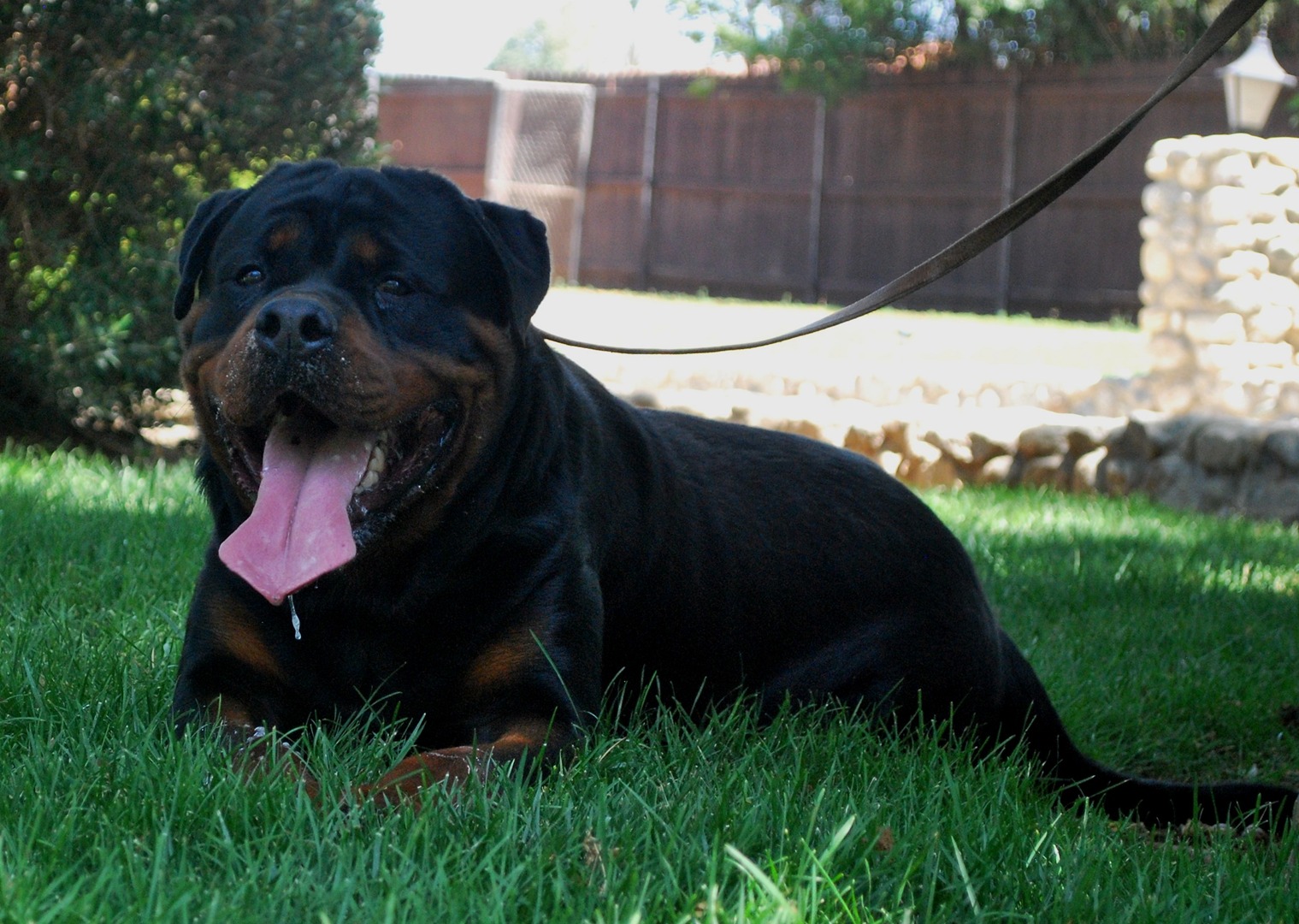 Von ruelmann hot sale rottweilers prices