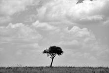 landscape and misc animal tortoise lizard cat pictures from Tanzania