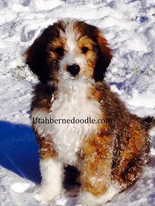 Sable Bernedoodle Puppies