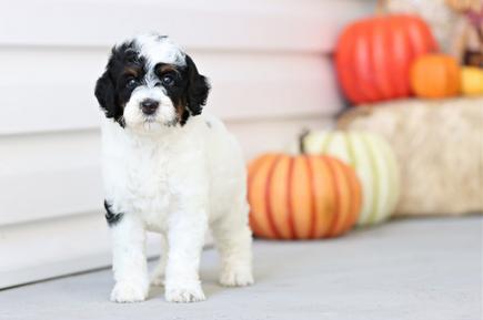 Trained dog for sale
