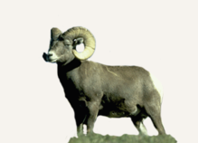 New Mexico Bighorn Sheep