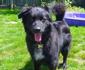PAWSitively-Peaceful-Pooch-Relaxing-DVD-for-Dogs-Video-Dog-Separation-Anxiety-Lucy