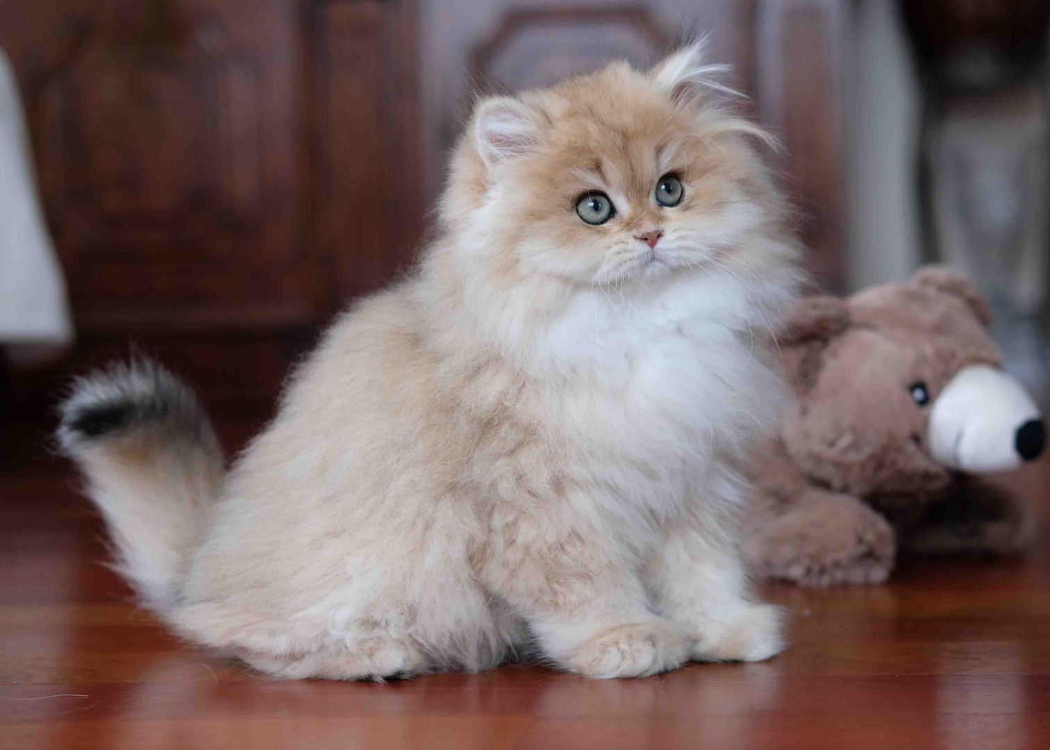 British Shorthair Longhair Cats Kittens