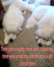 Great Pyrenees puppies ~ Wells' Providence AKC Registered Livestock Guardian Dogs and puppies