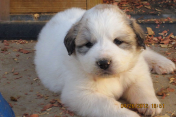 Great Pyrenees puppies ~ Wells' Providence AKC Registered Livestock Guardian Dogs and puppies