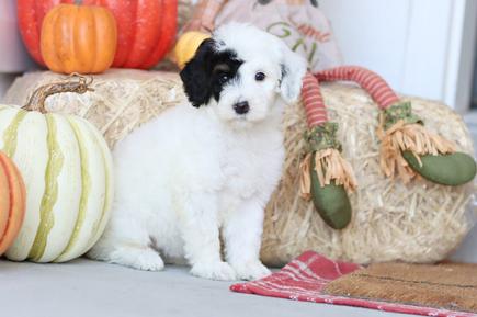 Trained dog for sale