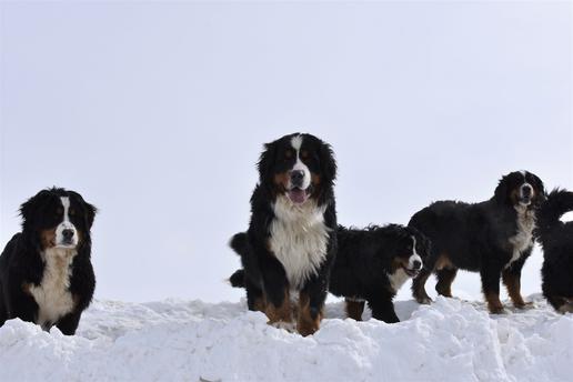 Giant Bernedoodles on Winter - Utahbernedoodles