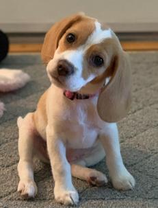 Beagle Puppies South Florida