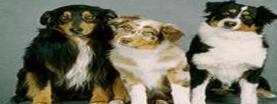 Service Dogs in picture