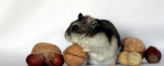 Guinea pig with nuts