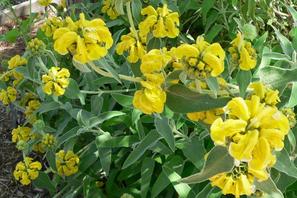 Phlomis fruticosa