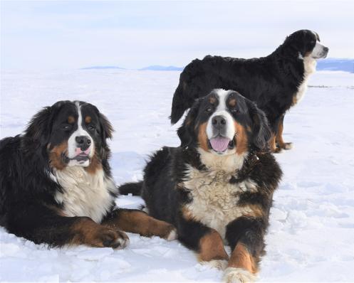 Bernese Dogs in snow - Utah Bernedoodles