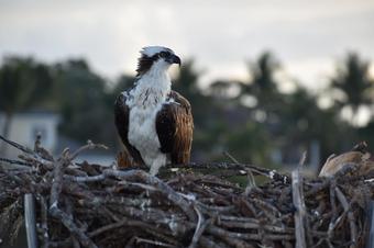 osprey on nest in everglades