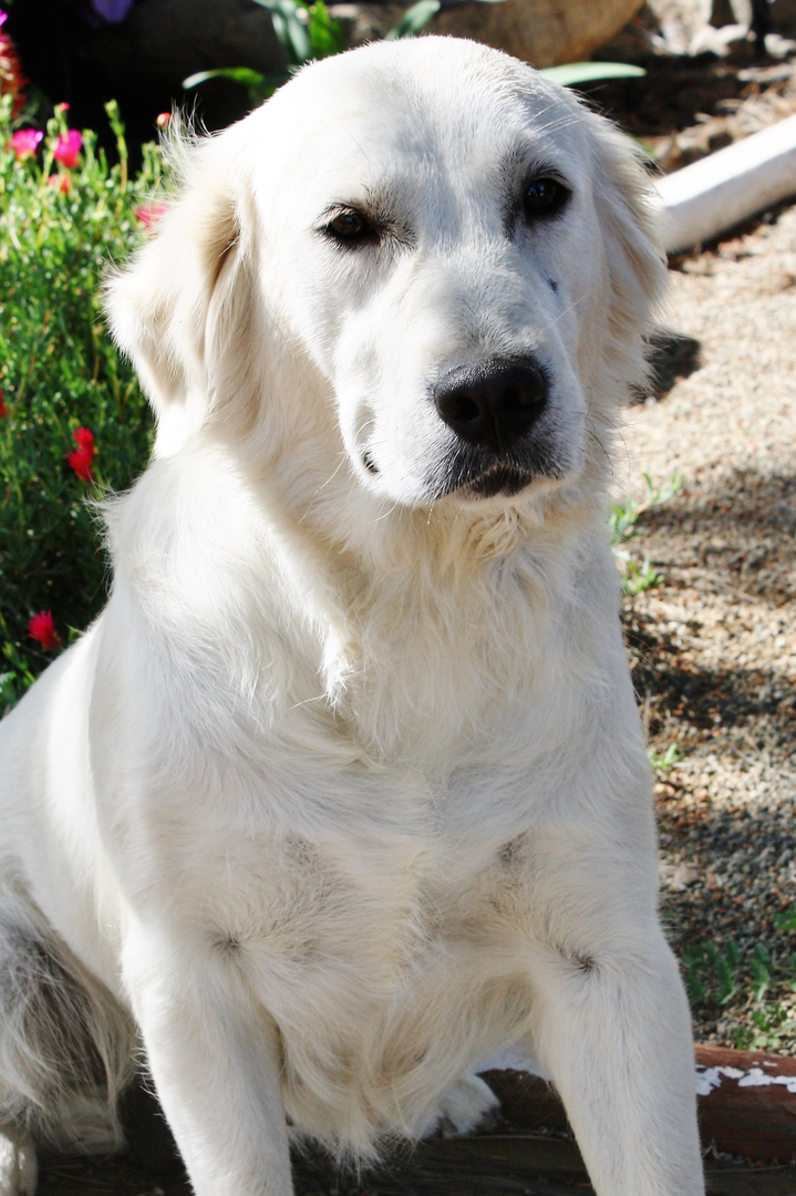 Mini english cream store retriever