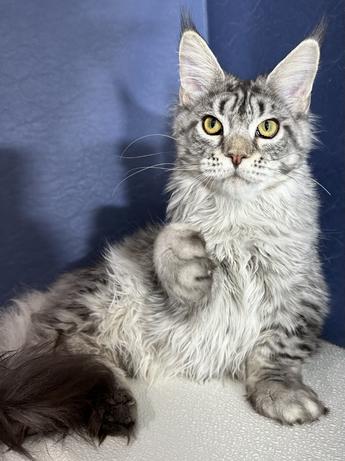 Maine Coon Kittens