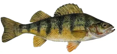 Perch Fishing Black Bear Camp