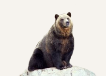 Hunting Grizzly Bear Nunavut