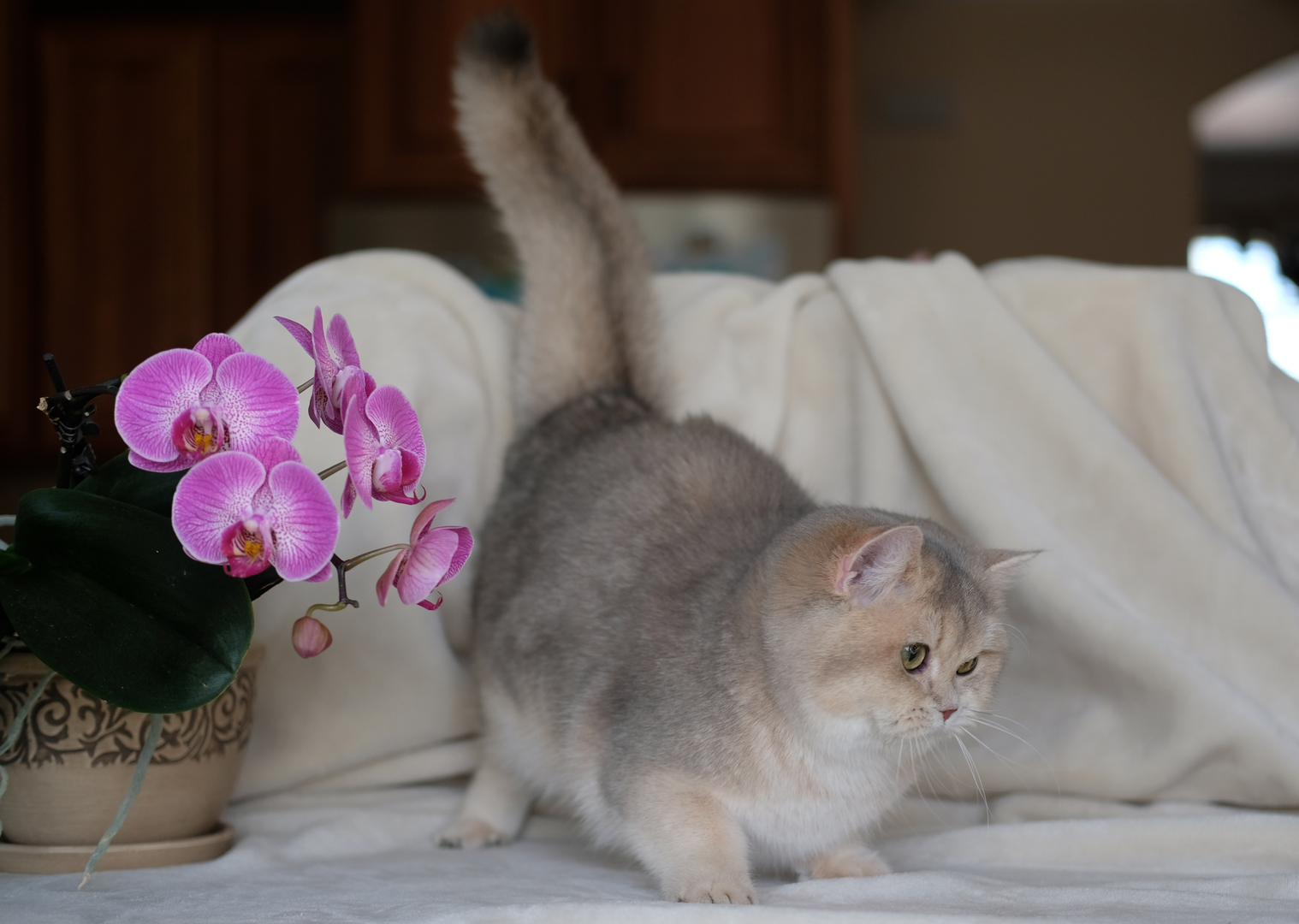 British Shorthair Longhair Cats Kittens