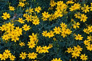 Tagetes lemmoni ​